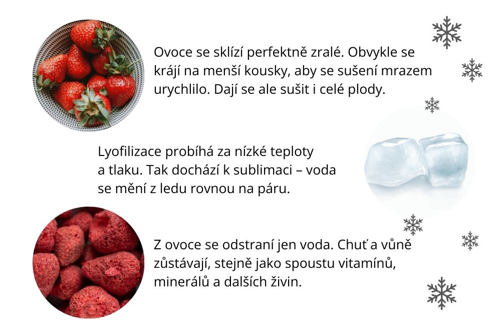Jak probíhá proces lyofilizace krok za krokem